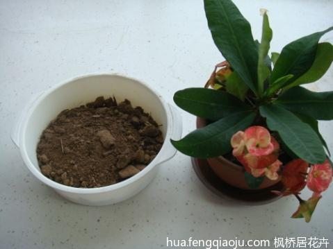 How to disinfect the soil of flower culture?