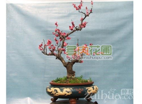 Maintenance of Plum Blossom Bonsai