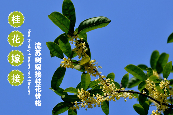 What tree can be grafted with sweet-scented osmanthus