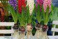 Introduction to the planting method of hyacinth bulb