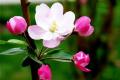 Species of crabapple flowers and culture methods of crabapple flowers