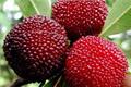 Nutritional value and efficacy of bayberry