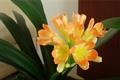 The cultivation method of Clivia clivia to cultivate excellent Clivia clivia