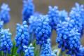 Legends of hyacinth cultivation methods of hyacinth