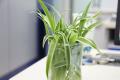 Tips on hydroponic Cymbidium and introduction to the Culture method of hydroponic Cymbidium