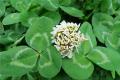 What are the effects of clover clover?