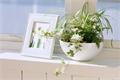 Introduction to the functions and attributes of office plant fengshui