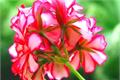 The Culture method of Pelargonium summed up the experience of Abelmoschus Culture