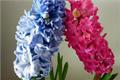 How to cultivate hyacinth by water