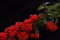 The cultivation of Pyracantha and the method of making bonsai