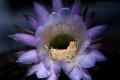 Can epiphyllum be eaten?