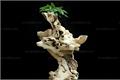 Root carving flower rack has the choice of taste, root carving flower rack picture appreciation