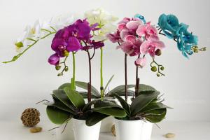 How to choose orchid flowerpot? wholesale price of orchid flowerpot