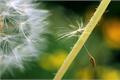 The flower language of dandelion comes from the agreement of dandelion.