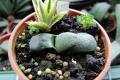 How to raise crouching cattle with succulent plants