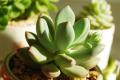 Classification of succulent plants