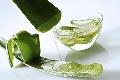 Can I eat aloe? Is long-term use of aloe harmful to the body?