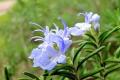 What is rosemary? can you eat rosemary?