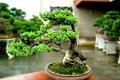 How to make and maintain pine and cypress bonsai