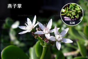 How to raise swallows palm, swallows palm and Yushu difference analysis