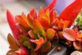 How to raise the fire sacrifice of succulent plants