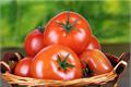 Culture methods of Tomato