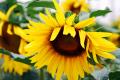 The legend of sunflower what is the flower language of sunflower