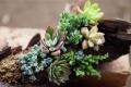 How to raise succulent plants in summer