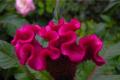 [when does the cockscomb bloom] the flowering season of the cockscomb