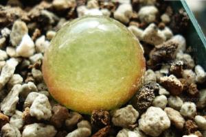 Introduction to how to raise succulent bulbs / main points of succulent bulb culture