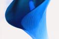 Blue calla lily flower language blue calla lily stands for what