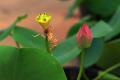 How to cultivate potted lotus introduction of breeding skills of potted lotus