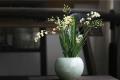 How to raise Oncidium? is it easy to raise Oncidium?