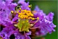 The function of crape myrtle