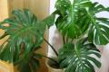 What are the plants that purify the indoor air?