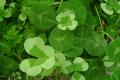 What is the flower language of four-leaf clover? introduction to the meaning of four-leaf clover.