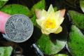 How to grow mini water lilies mini water lilies