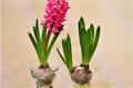 Is the aroma of hyacinth poisonous?