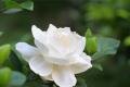 [gardenia flower] what is the flower language of gardenia