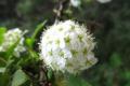 What is the flower language all over the sky?