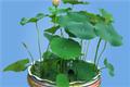 Technical guidance on potted lotus and pot cultivation of lotus