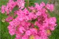 The legend of crape myrtle