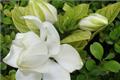 The function of Gardenia jasminoides the six uses of Gardenia jasminoides