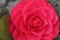 How to cultivate camellia flower cautions