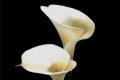 What is the flower language of calla lilies