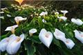 A collection of flowers of various colors of calla lilies