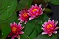 Culture skills of red water lilies