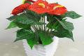 Culture methods and precautions of Anthurium andraeanum how to raise Anthurium andraeanum