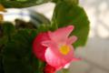 Is the four Seasons Begonia Flower poisonous? the Culture method of four Seasons Begonia