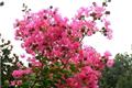 Culture methods and matters needing attention of crape myrtle